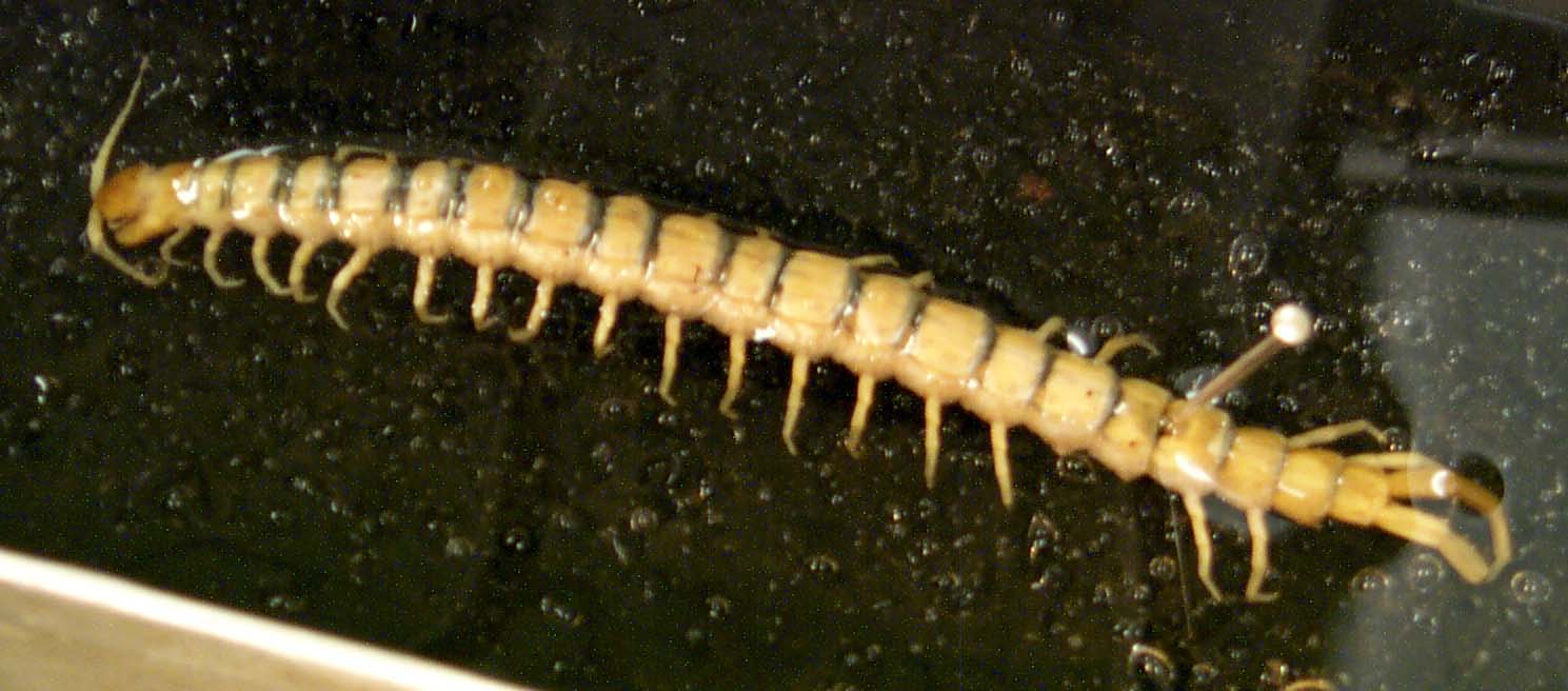 http://bio.fsu.edu/~bsc2011l/insecta/chilopoda_centipede.jpg