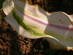 1571_al1_203B_1415