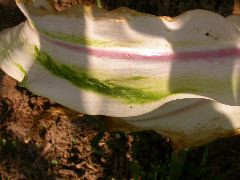 1571_al1_203B_1416
