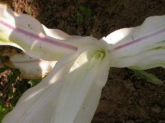 1571_al1_203B_1417