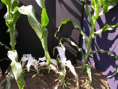 1571_al1_203B_1517