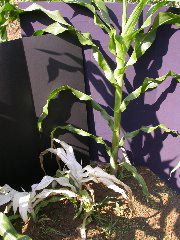 1571_al1_203B_1518