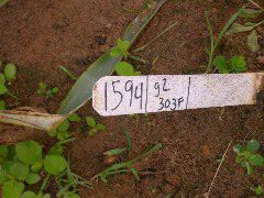 1594_g2_303F_4059