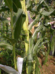 1594_g2_303F_4063