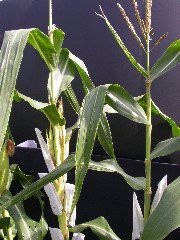 1594_g2_303F_4065