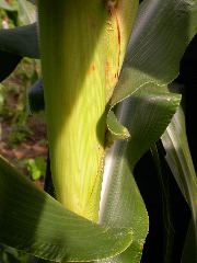 1594_g2_303F_4068