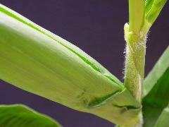 1591_cr1_301A_3056