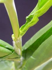 1591_cr1_301A_3057