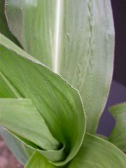 1610_Ts5_402A_1477