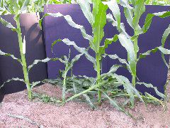1611_la1_405B_1449