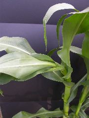 1610_Ts5_402A_1471