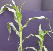 1637_Hsf1_528A_1882