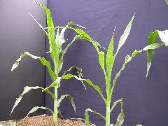 1637_Hsf1_528A_1883