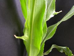 1637_Hsf1_528A_1885