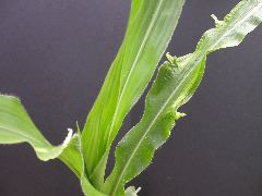 1637_Hsf1_528A_1886