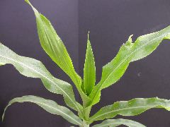 1637_Hsf1_528A_1887