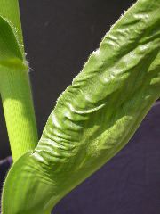 1627_vp2_515A_2657