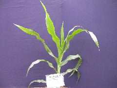 1637_Hsf1_528A_1871