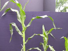 1637_Hsf1_528A_1881