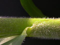 1652_Hs1_701F_2972