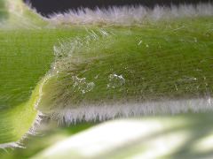 1652_Hs1_701F_2976