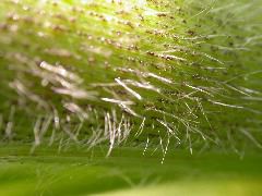 1652_Hs1_701F_2977
