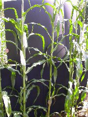 1652_Hs1_701F_2965