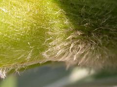 1652_Hs1_701F_2970