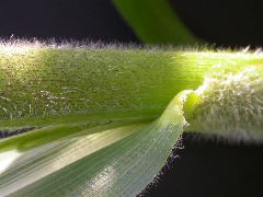 1652_Hs1_701F_2971