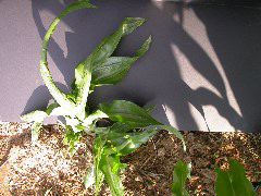 1678_d3_917FC_1984
