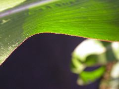 1690_Og1_X03D_2238