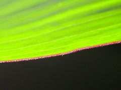 1690_Og1_X03D_2236