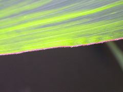 1690_Og1_X03D_2237