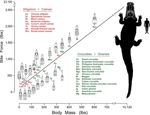 Saltwater Crocodile Size Chart