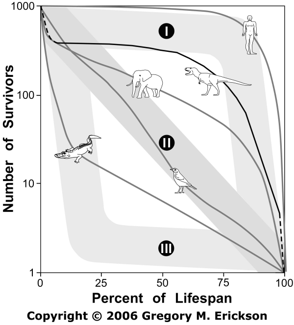 population - Population dynamics Survivorship%20curve%20for%20the%20Tyrannosaurus%20rex(600x664)(c)