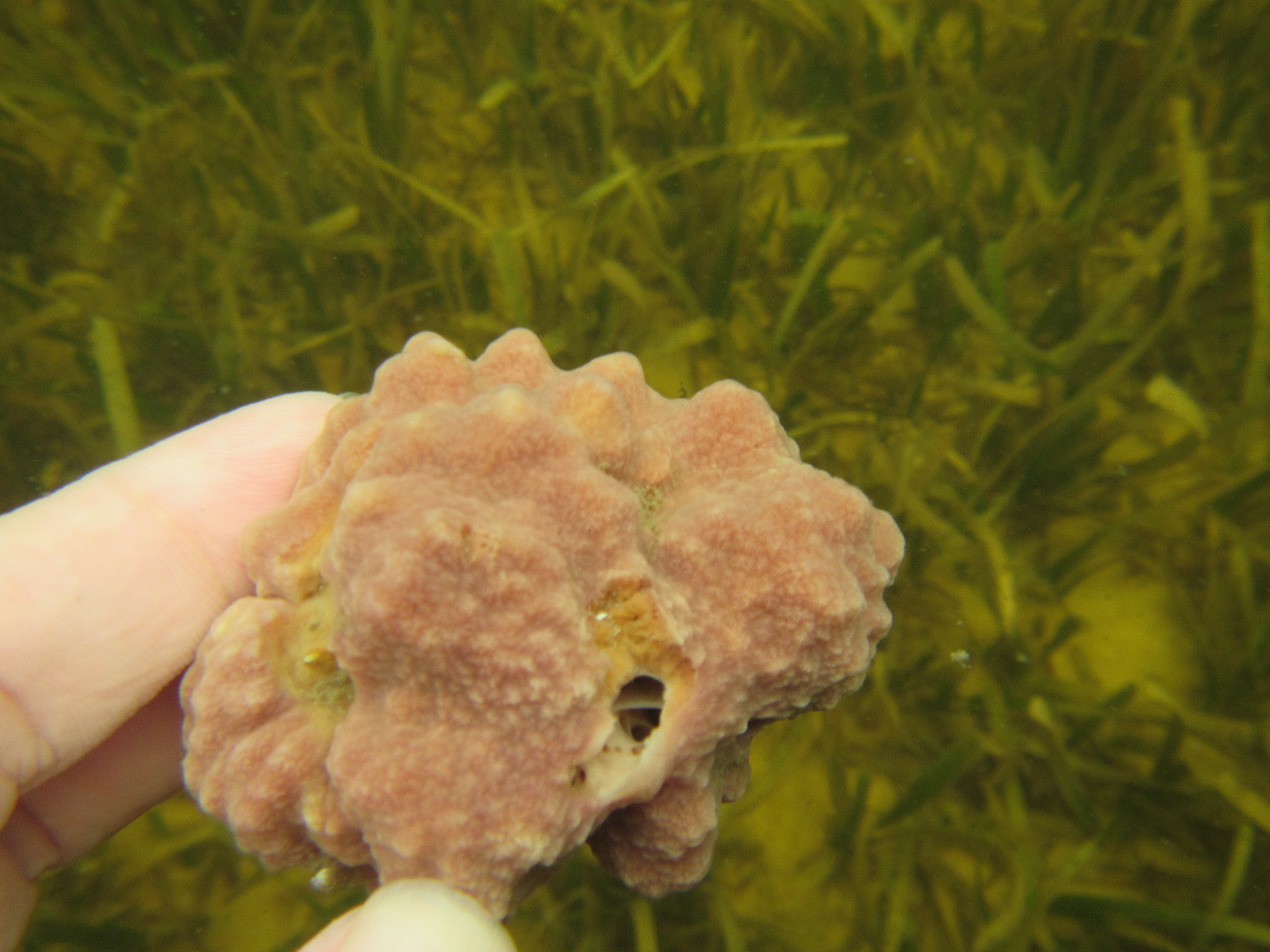Hermit Crab Sponge