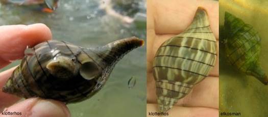 Banded Tulip Snail