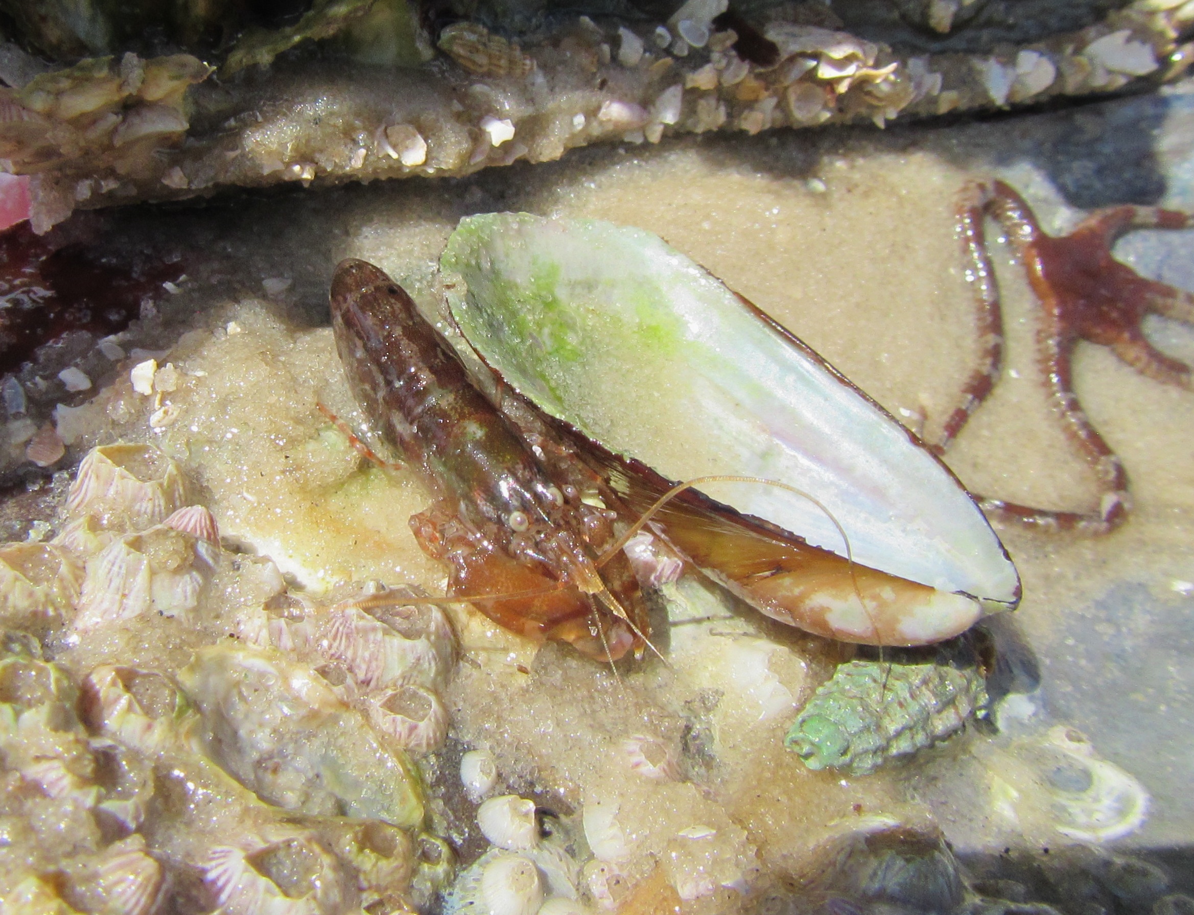Brown Snapping Shrimp
