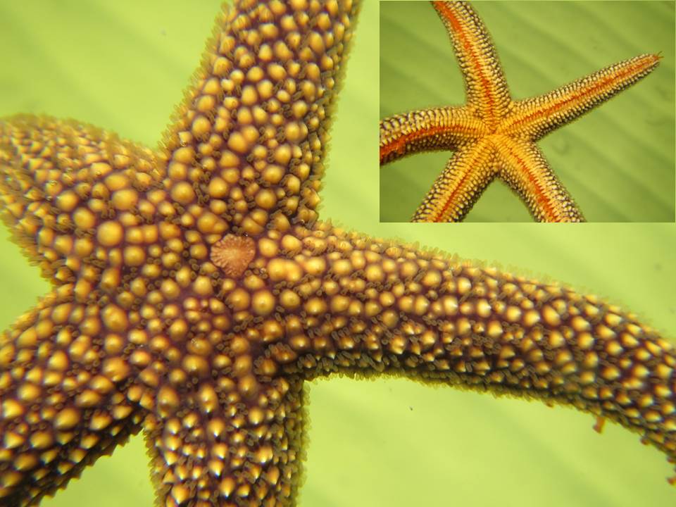 Brown Spiny Sea Star