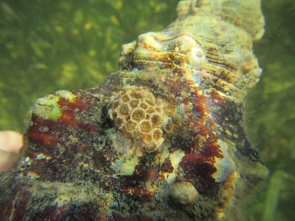 Northern Cup Coral