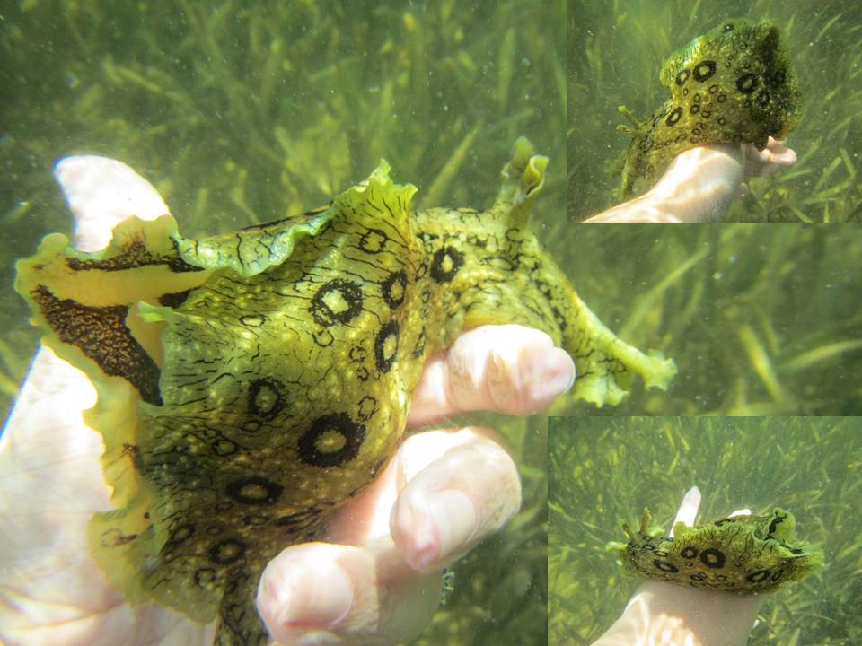 Spotted Sea Hare