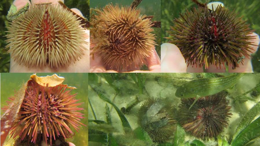 Variegated Sea Urchin