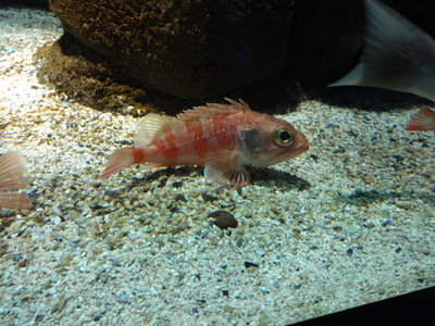 rose fish