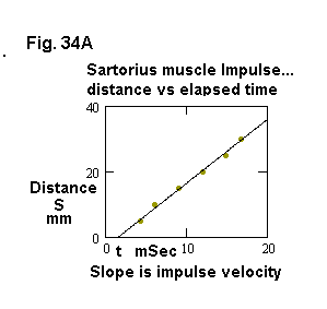 Sartorius muscle impulse - distanve vs elapsed time