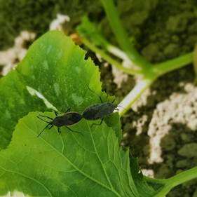 Two bugs on a leaf