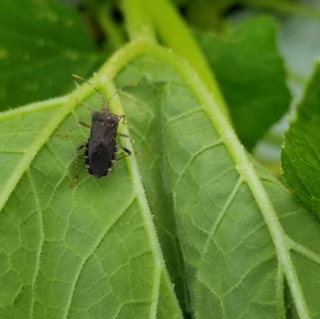 A bug on a leaf