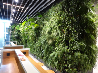 plant wall