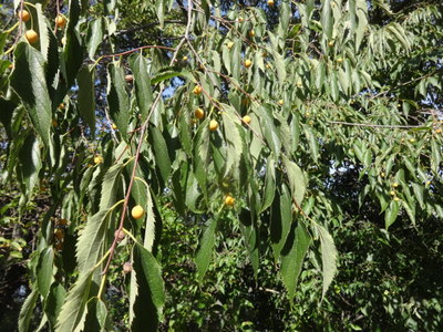 nettle tree