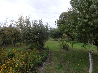 orchard