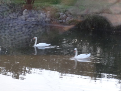 swans